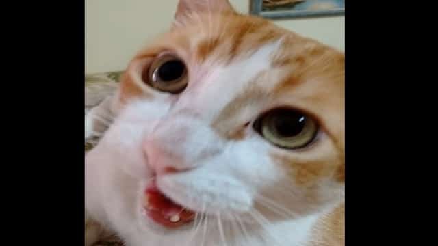 This Cat’s Reaction to HIs Favorite Song Is Simply Hilarious!