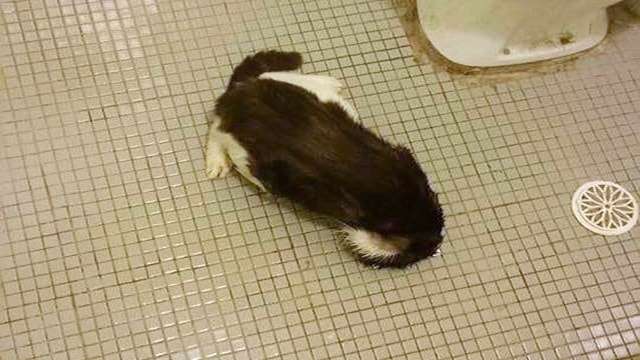 Cat Stuck in Bathroom Drain Freed After Feline Investigation Goes All ‘Wrong’!