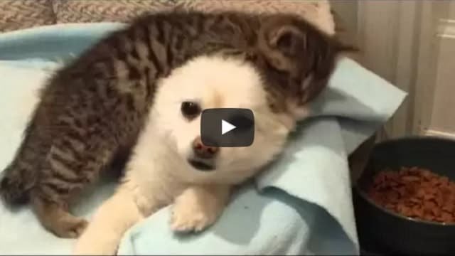 Super Tiny Kitten Loves His Friend, a Pomeranian!