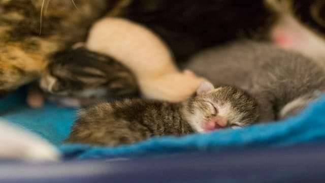 Woman’s Pet Duck Found Protecting 5 Kittens Underneath Her!