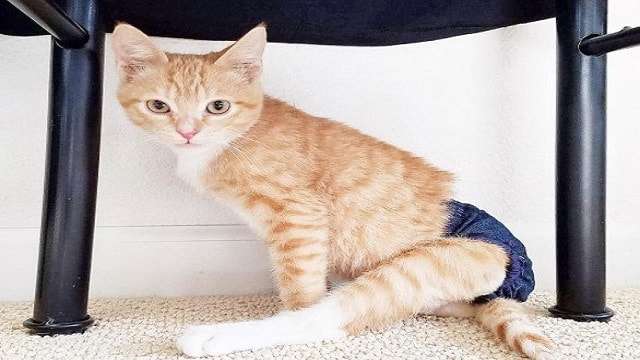 Precious Rescued Kittens Born With No Back Leg Bones Get the Life They Deserve!