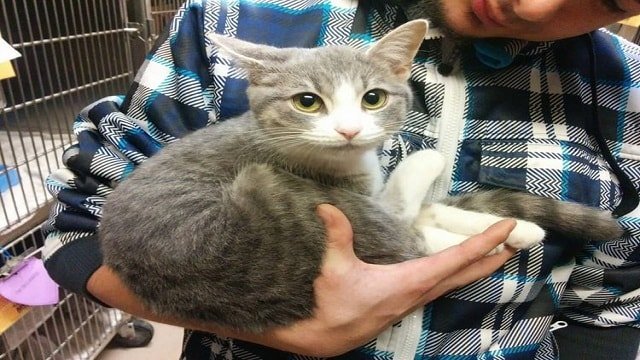 Kitty Nuzzles Right Into Young Man’s Arms and Demands To Be Adopted!