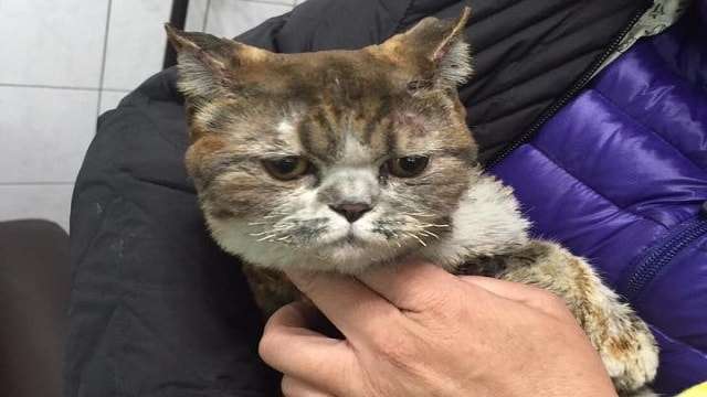 Cat Found Alive After Woman Dies Searching for …