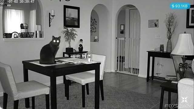 Man Logs into His Home Security Cam to Check on His Cat – But His Cat Is Onto Him!