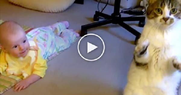 Watch The Cat’s Reaction When Mom Puts Her Baby Down On The Carpet!