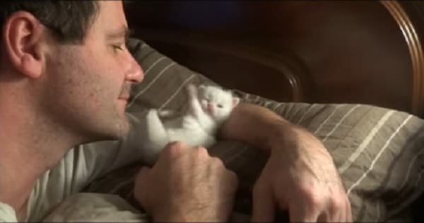 Tiny Kitten Loves His Human Dad Very Much!