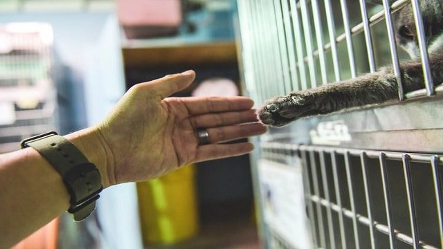 Shelter Cat Reaches His Paw Out To Human Asking To Be Adopted!