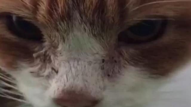 Nobody Wants to Adopt This 13-year-old Ginger Cat – You Won’t Believe Why!