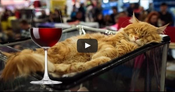 Here’s Proof! Cats Are Always Drunk!