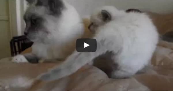 Adorable Mama Cat and Her Baby Having a Chat!