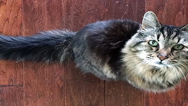 Corduroy, the World’s Oldest Cat, Has Gone Missing and Is Now Presumed …