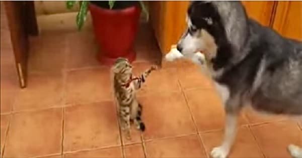 Husky Tries To Get Cat To Play With Him, Gets the Most Hilarious Response!