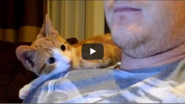 Guy Adopts Rescue Kitten, But After A Few Days, It’s Just The Cutest Thing!