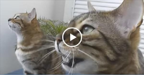 These Chirping Bengal Cats Are the Cat’s Meow!