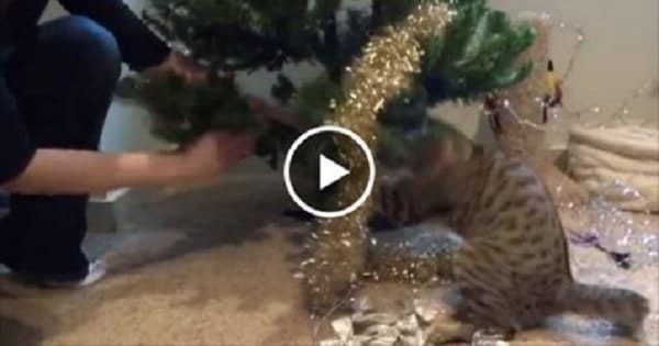 Blind Kitty “Helps” Decorate Christmas Tree!