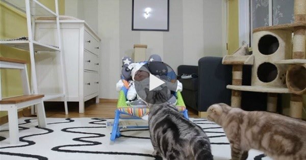 Cat Meets His New Baby Brother For The First Time, And We Can’t Get Enough Of His Reaction