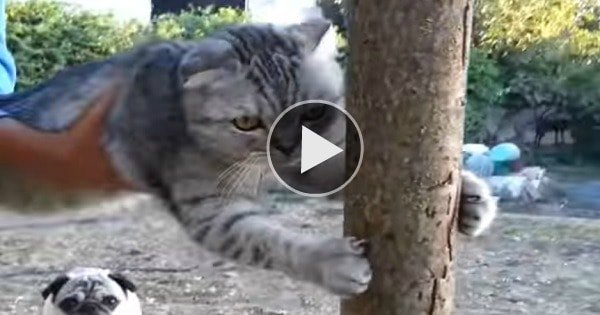 Watch Stubborn Cat Absolutely Refuse to Go Back Inside!
