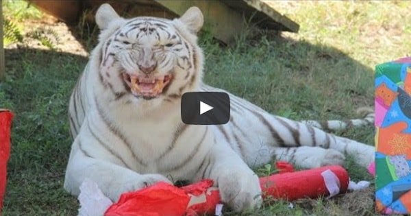 Watch Cats at Big Cat Rescue Get Their Presents!