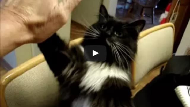Adopted Senior Cat Show His Gratitude For Being Adopted By Learning Some Neat Tricks!