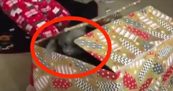 Cat Sneaks Out Of Christmas Gift Box At the Exact Right Moment!
