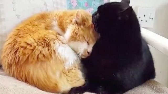 2 Senior Cats Become Friends During Sensitive Times After Losing Their Friends!