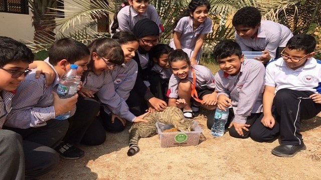 Children in Abu Dhabi Being Taught About Animal Welfare Through Interaction with Cats!