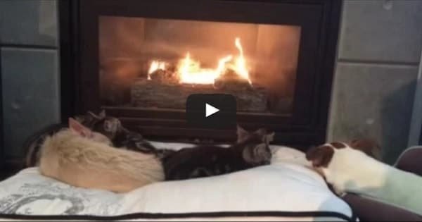Kittens And Puppies Just Relaxing By The Fire – UNTIL …. !