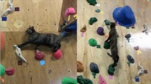 Watch This Gorgeous Rescue Tortie Show Off Her Rock-climbing Skills!