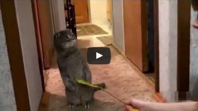 Watch Cat’s Hilarious Reaction When She Hears The Doorbell Ringing!
