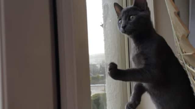 Kitten Sees Snow For the First Time and Is Just Completely Excited!