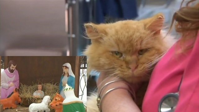 “Christmas Miracle”: Ginger Cat Recovers After Nearly Freezing to Death Right Next to Jesus …