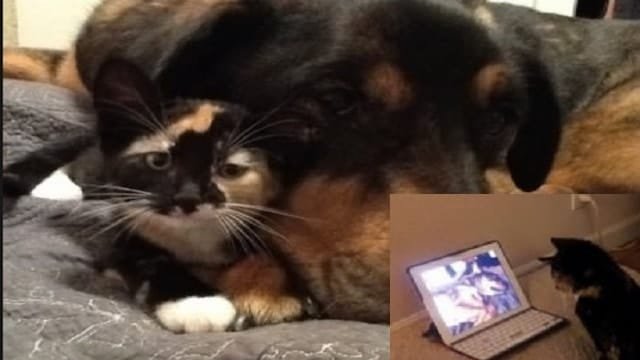 Kitten Lost Her Best Friend – What Her Human Did to Make Her Feel Better Will Warm Your Heart!