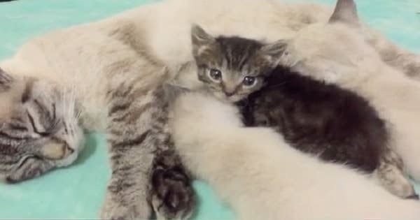 Tiny Kitten Orphaned at 1 Day Old Simply Wouldn’t Let Go of His New Mommy!