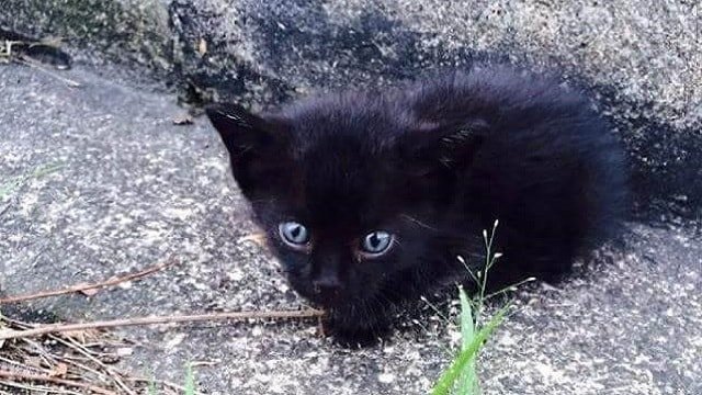 Family Rescues Tiny Black Orphaned Kitten – He Eats – and Then He Starts Singing!