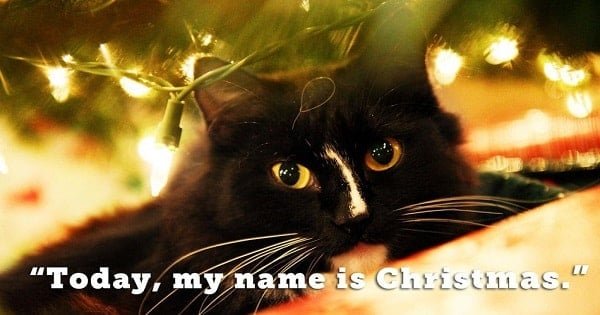 17 Festive Cats that Like Totally Love Christmas!