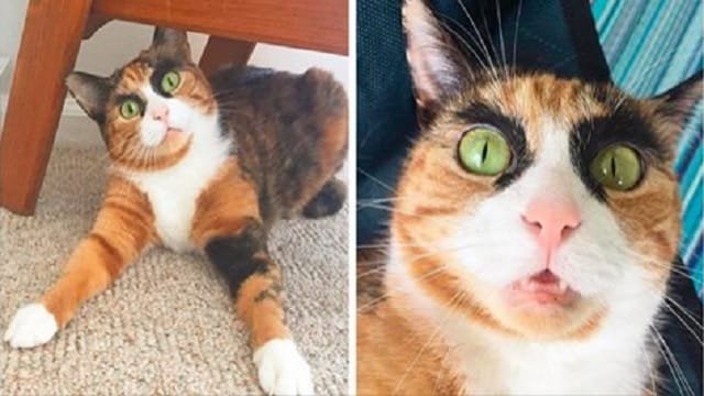 Cat With Crazy Eyebrows Looks Like She’s Judging You – Always!