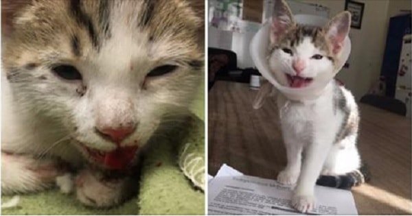 Kitten With Broken Jaw Who Was Dumped Outside Restaurant Hopes To Be In His Forever Home By Christmas