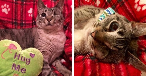 Cat With One Eye Was Stuck In High Kill Shelter Until …