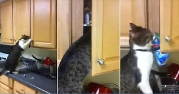 Cat Gets Busted Stealing Snacks from Kitchen Cupboard – But For What Will Shock You!