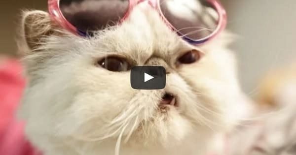 This Fluffy Cat is the Mannequin Challenge Champion