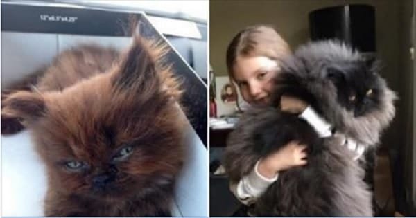 Runt Kitten Grows Up To Be One Massively Fluffy Cuddle Monster!