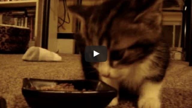 It’s Mealtime for Kitty – But When Lunch Starts – Brace Yourself!