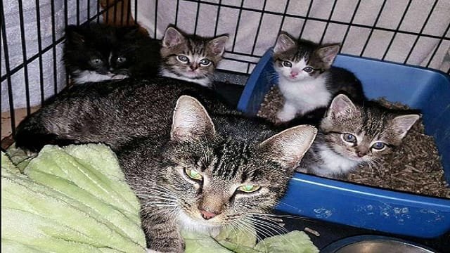 4 Kittens Rescued From Rising Waters in University Storm Drain – But the Best Was Yet to Come!