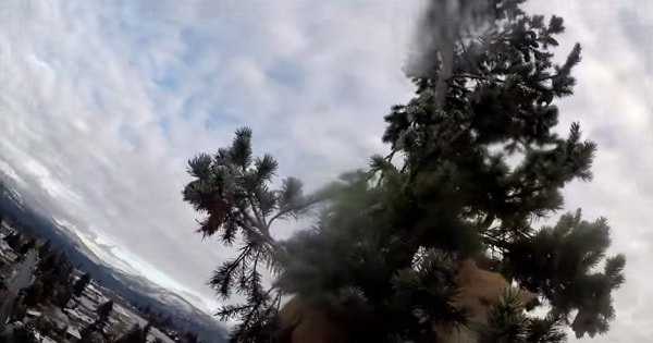 Man Records Video of Entire 100-foot Climb to Rescue Cat!