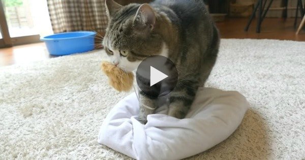 Whenever Maru Has a Toy in His Mouth He Always Does This!