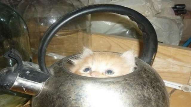 13 Hilarious Samples of Cats Hiding in the Most Random Places!