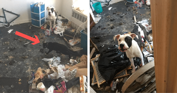 Dog And Cat BFF’s Rescued From Apartment Filled With Trash And Feces!