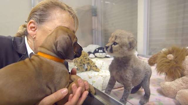 Dog And Cheetah Met As Babies And Now They Are Best Friends