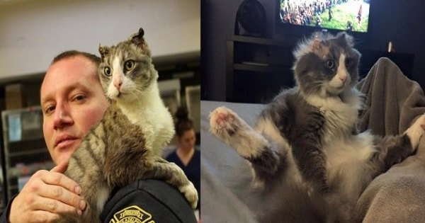 Fireman Rescues Burned Cat, and Then Helps Him …
