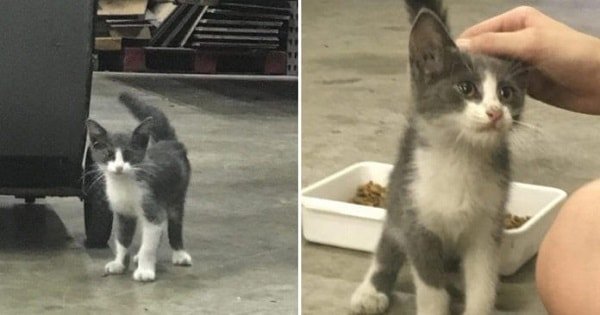 Stray Kitten So Scared He Kept Crying And Hiding Until …